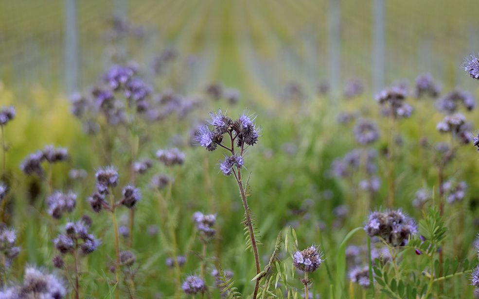 Engagements - Château Badette
